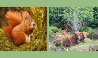 Llyn Brenig Wildlife Bonanza
