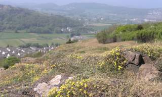Bryn Euryn Local Nature Reserve