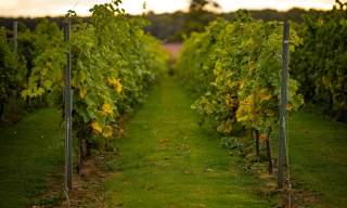 Blabers Hall Wine Estate