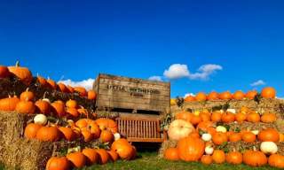 Little Wytheford Farm Pumpkin Patch