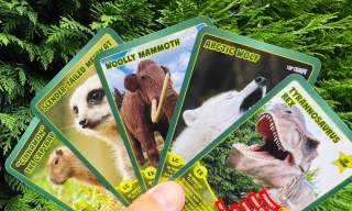 Top Trumps Trail