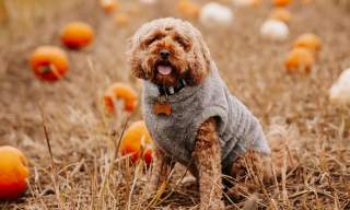 Wrekin Spirit Pumpkin Patch