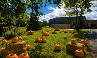 Pumpkin Patch at Pomeroy Forest Park