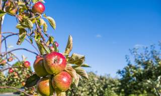 Apple Sundays at Ardress House