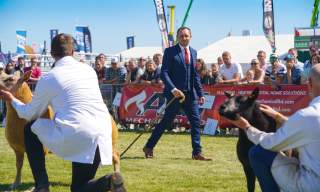 Balmoral Show