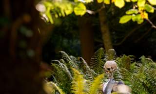 Frightful Fernery - Halloween Trail at Mount Stewart