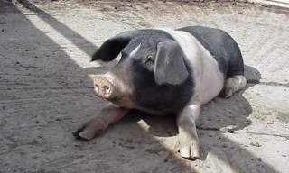 Tannaghmore Gardens and Animal Farm