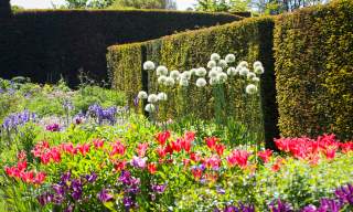 Glenarm Castle Tulip Festival 2026