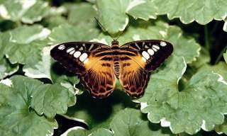 Seaforde Gardens and Tropical Butterfly House