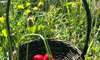 Weave a Willow Berry Basket in the Walled Garden
