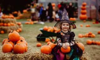Ark Open Farm - Pumpkin Patch
