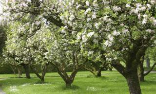 Among the Apple Blossom at Crannagael: Garden Walks & Seasonal Lunch