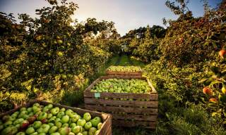 Richhill Apple Fayre