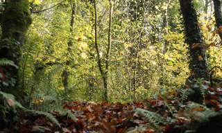 Belfast Hills - Flora, Fauna & Folklore of Colin Glen