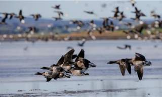 Shorelife Celebration - Mount Stewart and Castle Espie