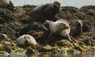 Strangford Lough Lookout