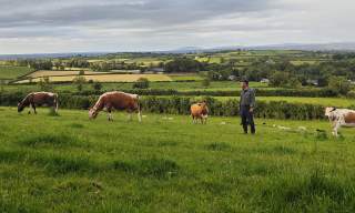 From the Bann Valley: Land, Cattle and Story Rare Cattle, Shared Traditions and the Atlantic Crossing