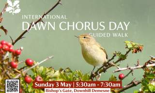 International Dawn Chorus Day Guided Walk at Downhill Demesne