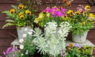 Pots, Petals & Pizza Evening