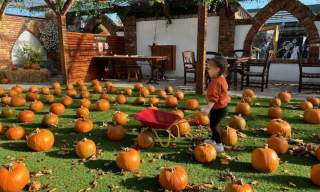 Pumpkin Patch at the Burrendale Hotel
