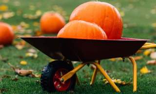 Pumpkin Patch at Castle Kitchen + Bar