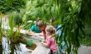 Dragonfly Festival