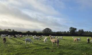 Mourne Alpacas Sunset Supper