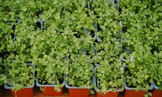 St Patrick's Day at Ulster Folk Museum