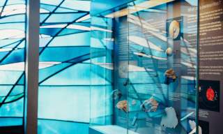 Extinction Explorers