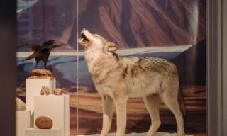 From Grey Wolves to Grey Squirrels