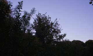 Twilight Bat Walk