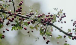 Winter Foraging