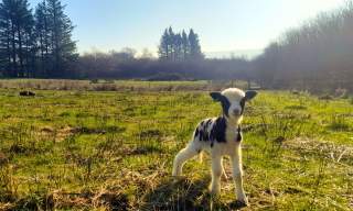 Spring on the Farm - Family Open Day