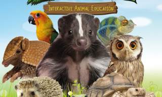 Wee Critters - Interactive Animal Experience