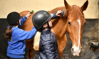 Day at the Stables