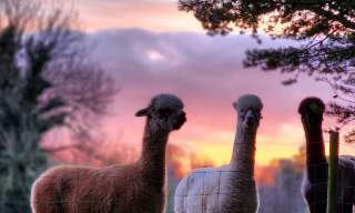 Golden Hour Alpaca Trekking Experience in Ballynahinch