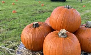 Pumpkin Patch at Lusty Beg