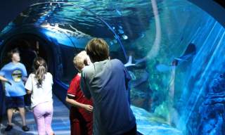 Exploris Aquarium & Seal Sanctuary