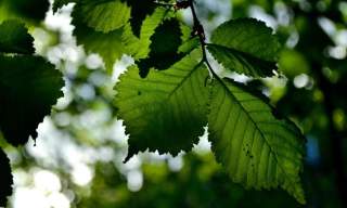 Nature Conservation Volunteering