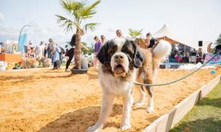 Dogstival