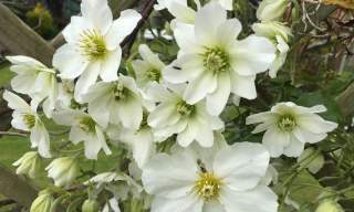 Clematis Guest House