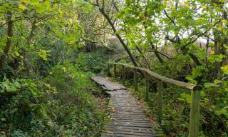 Honiton Bottom Nature Reserve