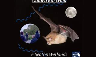 Bat Walk at Seaton Wetlands