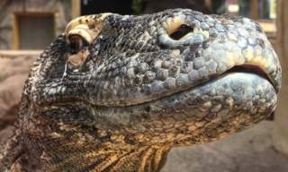 Crocodiles of the World Keeper Experiences