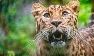 Dartmoor Zoo