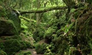 Afternoon Tea in the Enchanted Forest of Puzzlewood (Trade)
