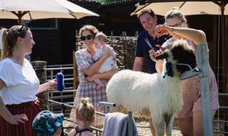 BLACKLION Baaa & Bubbles Experience