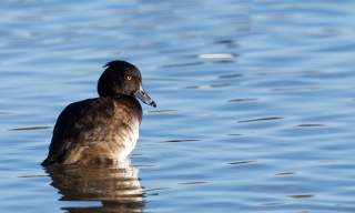 Birding for Beginners