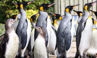 Birdland Park and Gardens (Trade)