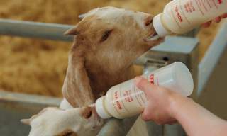 Adam Henson's Cotswold Farm Park
